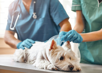 Why Smart Pet Owners Choose Online Veterinary Pharmacies in India